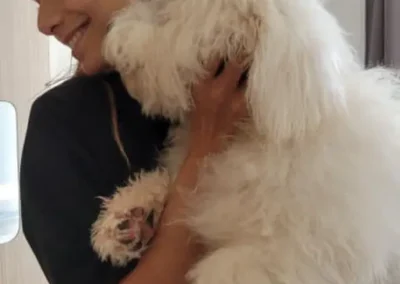 Pelage d'or avec un Bichon