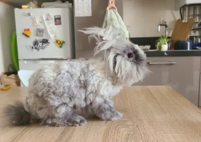 Lapin a poils long