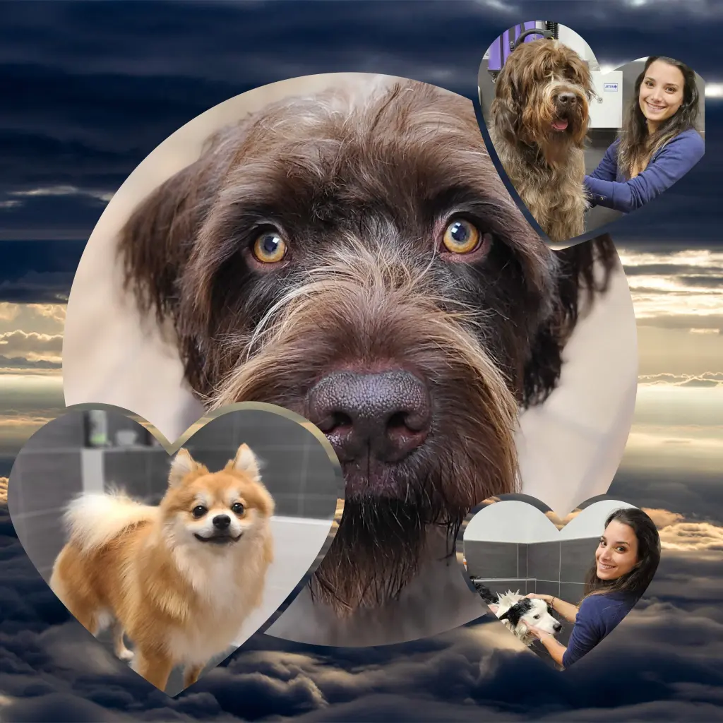 Pelage d'or avec 3 chiens