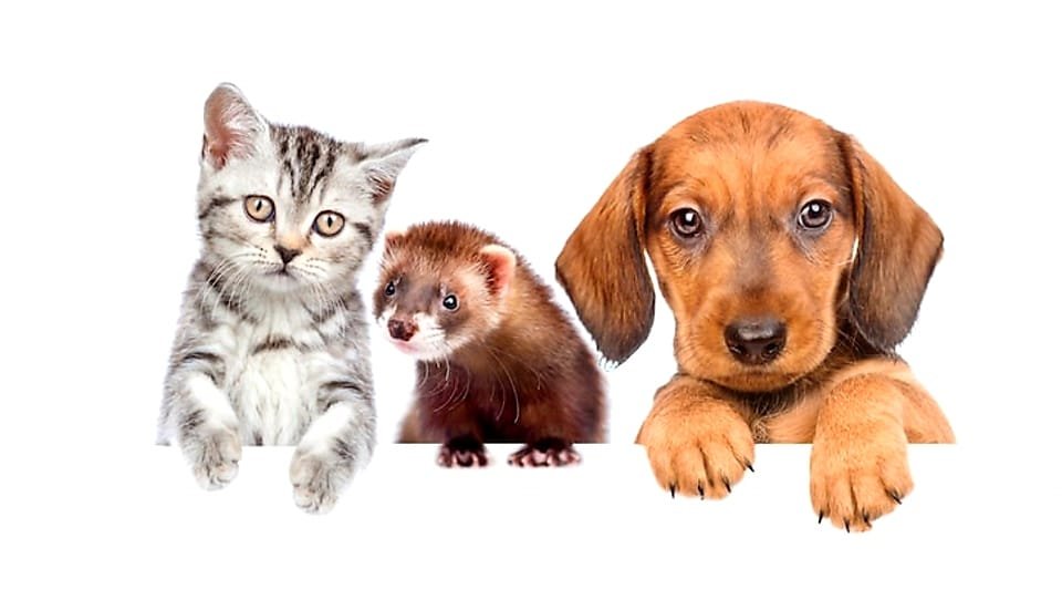 Chat|Furets|Chien|