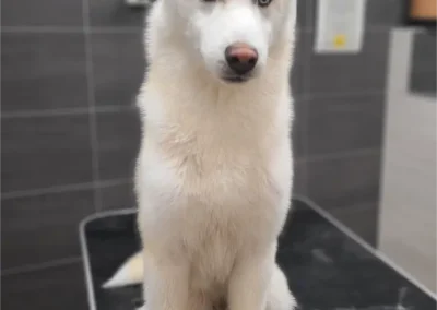 chien taille moyenne blanc