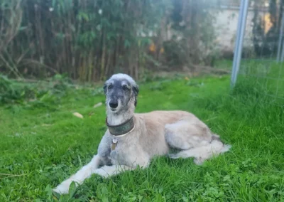 grand chien pelage d'or