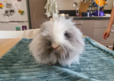 NAC lapin toufus de face