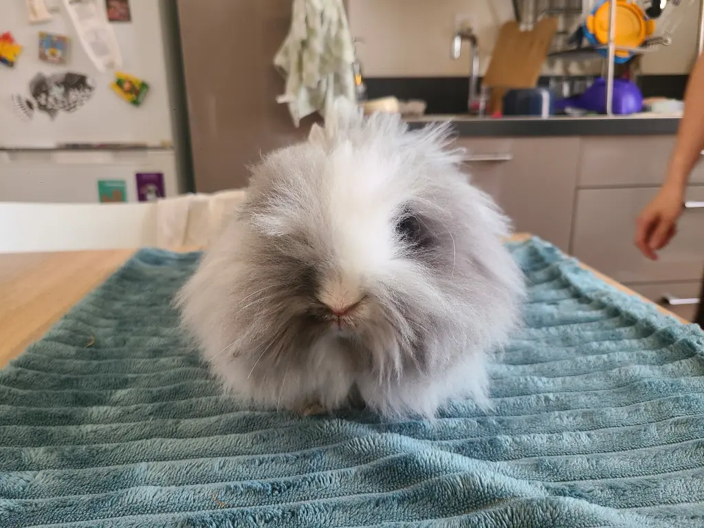 NAC lapin toufus de face