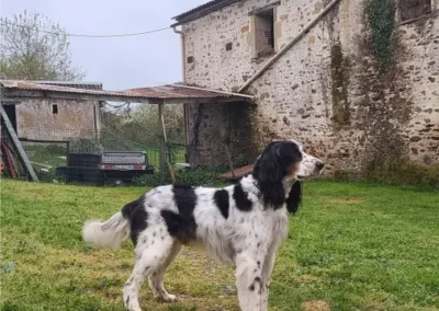 chien taille moyenne pelage d'or