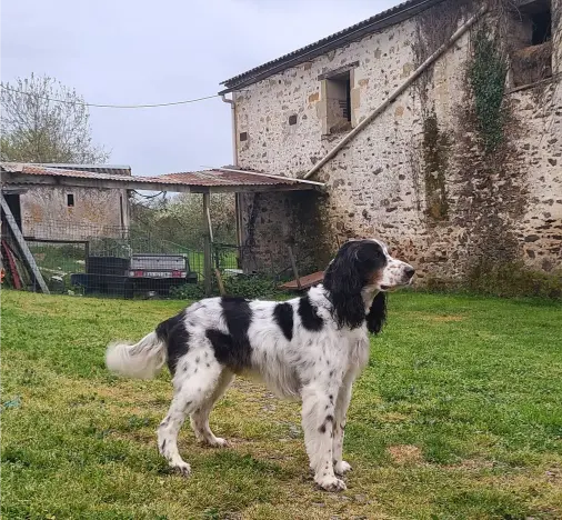 chien taille moyenne pelage d'or